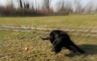 K9 Golfing